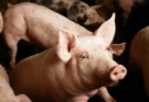 Formulating Feeds for Pigs: A Guide to Optimal Nutrition